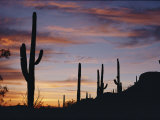 Saguaro Cacti are Silhouetted against the Sky