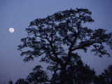 Moonrise over a Silhouetted Tree