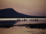 Pelicans Feed at Twilight on the Parry Lagoon Nature Reserve Near Wyndham