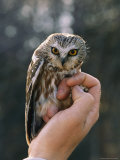 Hand Holding a Northern Saw-Whet Owl