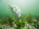 A Gray Seal Glides Toward the Camera
