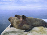 Atlantic Walruses Basking in the Sun