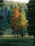 Trees Bearing the Colors of Fall