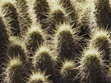 Close-up of a Hedgehog Cactus Patch