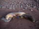 Basking Galapagos Sea Lions