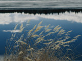 A Clump of Grasses is Framed by Reflections of Sky and Trees in the Lake