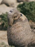 A Male Northern Elephant Seal with its Distinctive Nose That Gives its Name