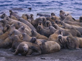 A Group of Atlantic Walruses (Odobenus Rosmarus) Rest on a Pack of Ice