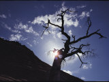 A Tree is Silhouetted against the Sky