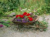 View of an Old Wheelbarrow Used for Summer Flowers