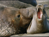 Close View of a Male and Female Elephant Seal