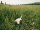 Buffalo Skull in the Grass
