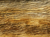 Detail of a Gnarled Bristlecone Pine Tree
