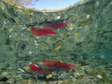 Sockeye Salmon  Also Called Red Salmon