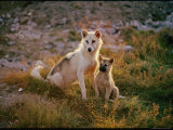 Husky with Young