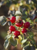 Ramanus Rose Hips are a Source of Vitamin C