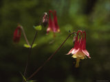 Columbine Flowers