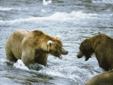 Grizzly Bears (Ursus Arctos Horribilis) Fighting at Brooks Falls  Katmai National Park  Alaska