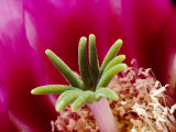 Close View of a Hedgehog Cactus Flower
