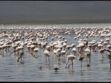 Lesser Flamingos Feed on Algae in the Shallow Waters of Lake Magadi