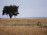 An African Lion Rests Among the Tall Grass