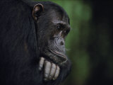 Portrait of a Male Chimpanzee