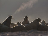 A Large Group of Atlantic Walruses Basking