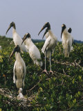 Wood Ibises