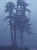 Trees in the Fog