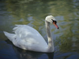 Close-up of a Tundra Swan Swimming in a Shaded Pond