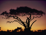 Silhouetted Acacia Tree