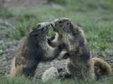 Olympic Marmots