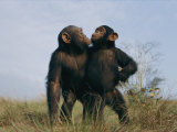 A Pair of Orphan Chimpanzees