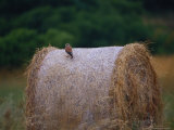 An Australian Kestrel Perches on a Large Bail of Hay