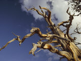 A Gaunt Bristlecone Pine Stands out against the Blue Sky