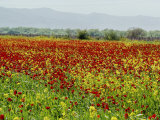 Poppies in a Field