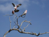 Pink and Gray Galah Cockatoos