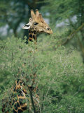 A Reticulated Giraffe Pokes its Head Above a Tree