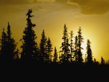 Fir Trees Silhouetted in Early Morning Sunlight at Nabesna