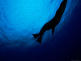 A Galapagos Sea Lion (Zalophus Californianus Wollebaeki)