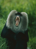 A Captive Lion-Tailed Macaque Bares its Teeth
