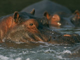 Hippopotamuses Basking in River Water