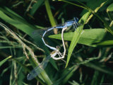 Male and Female Big Bluets Mating