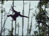 Orangutan Swinging from Tree to Tree