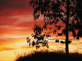 A Bright Red  Orange and Yellow Sunset Silhouettes a Tree in Nipomo