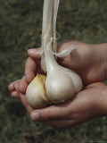 Garlic Cloves