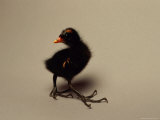 A Juvenile Moorhen Also Known as a Gallinule