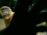 Tethered on a Rope  a Mandrill Reaches for the Camera