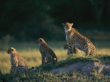 A Group of African Cheetahs Keep a Wary Eye out for Predators and Prey