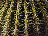 The Needles of a Cactus Form an Interesting Pattern